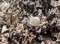 015 Ornate Butterflyfish